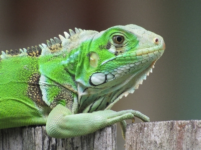 Leguan natur tier grün Foto