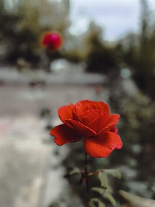 Blume anlage himmel blütenblatt Foto