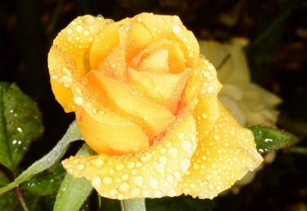 Yellow rose water nature Photo