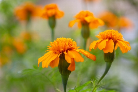 Flower plant petal orange Photo