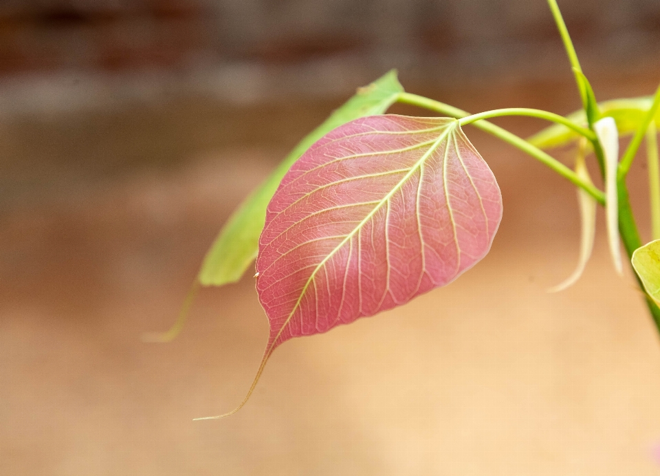 Leaf twig plant terrestrial