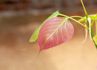 Leaf twig plant terrestrial Photo