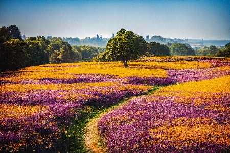 Flower sky plant ecoregion Photo