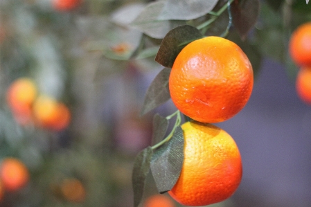 Laterne essen anlage clementine Foto