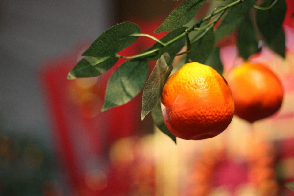 Lentera makanan rangpur
 clementine