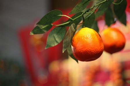 Laterne essen rangpur
 clementine Foto