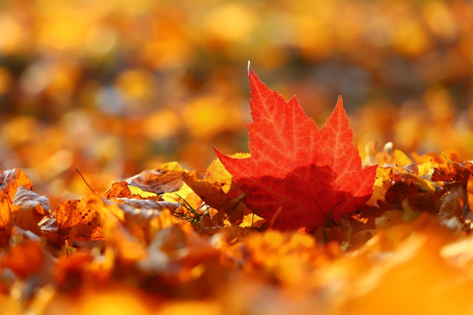 Leaf amber natural landscape orange