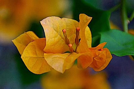 Leaf flower plant petal Photo