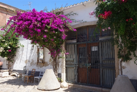 Natural flower plant building Photo