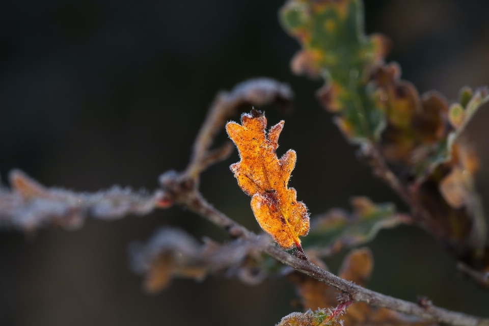 Leaf plant flower twig