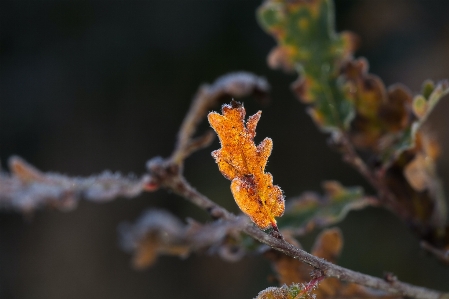 Leaf plant flower twig Photo