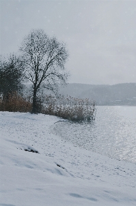 Foto Nevicare cielo pianta acqua