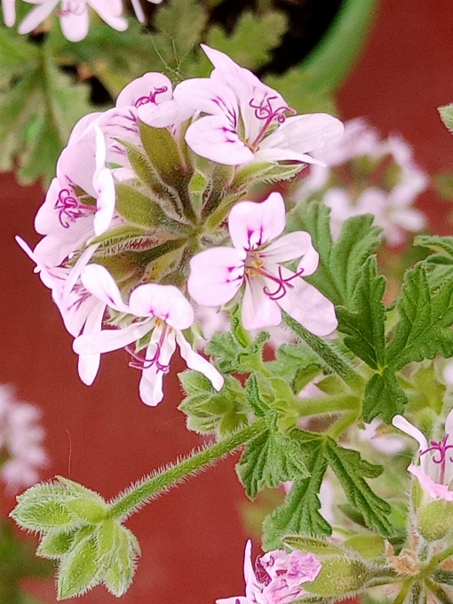 Frühling dürfen pflanzen blumen