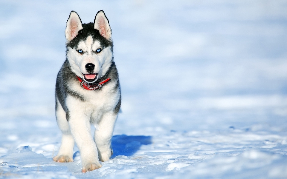 Hayvanlar köpek etobur türü
