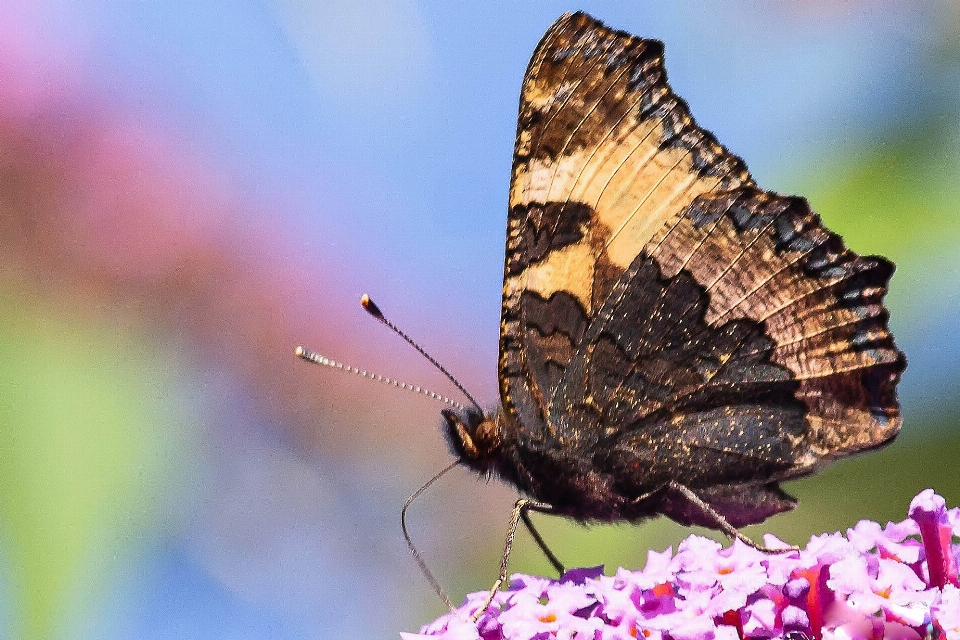 Animaux fleur pollinisateur
 insecte