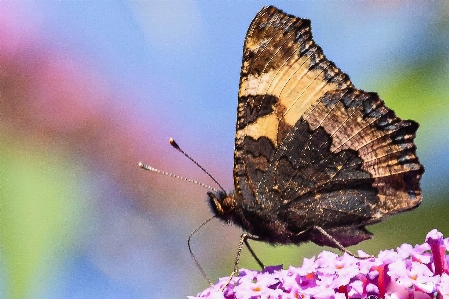 Foto Animales flor polinizador
 insecto