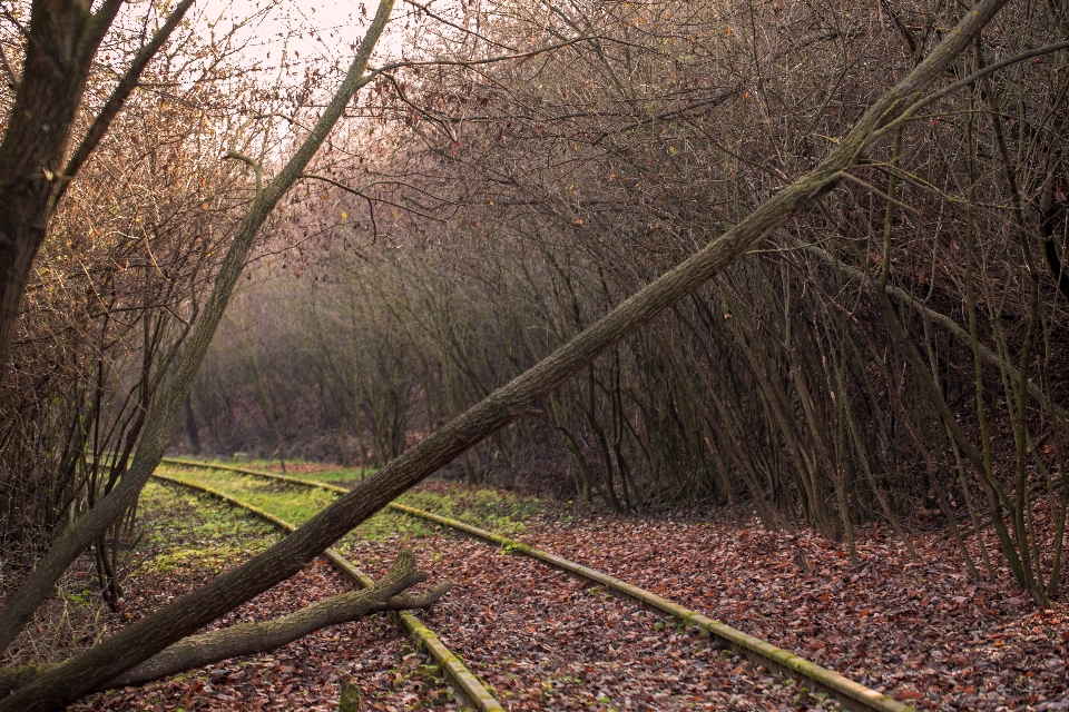 Rails brown plant natural landscape