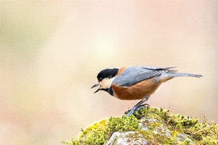 Bird beak plant feather Photo