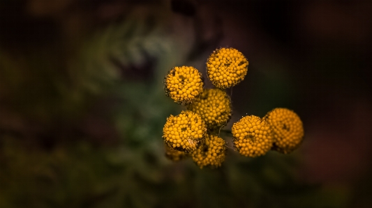 花 植物 花弁 陸上植物
 写真