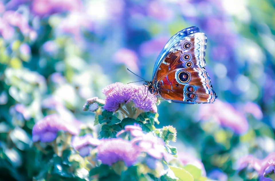 Kwiat zakład zapylacz
 motyl