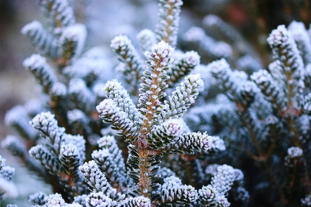 Natural plant snow flower Photo