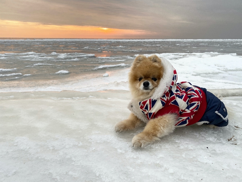 Animales cielo perro nube