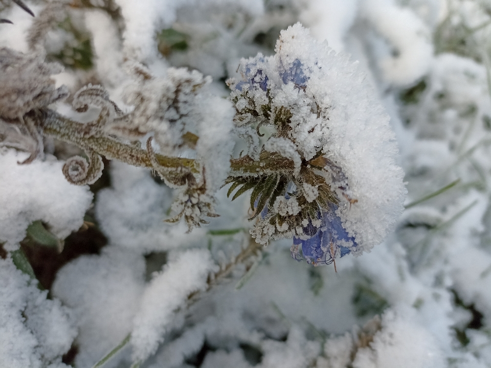 Snow plant flower twig