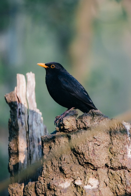 Bird beak twig wood