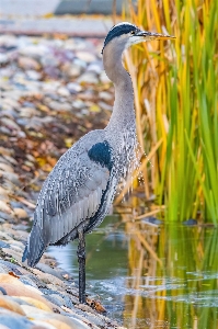 Bird water beak feather Photo