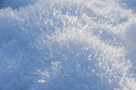 Foto Nevicare nube pianta cielo