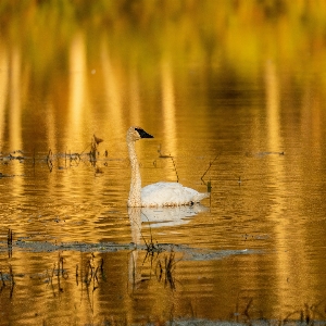 Bird water vertebrate natural landscape Photo