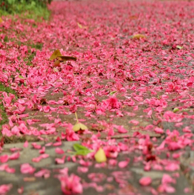 Bunga-bunga bunga tanaman daun