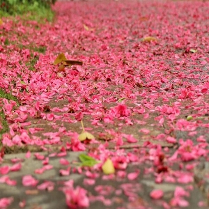 Foto Bunga-bunga bunga tanaman daun