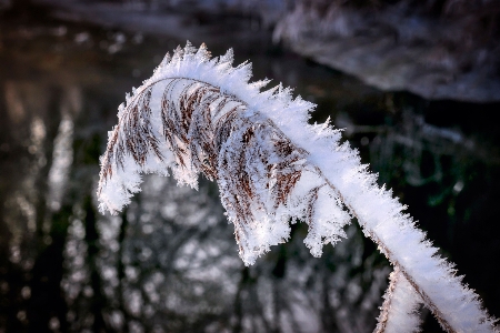 Tree snow twig freezing Photo