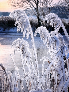 Snow plant light natural landscape Photo