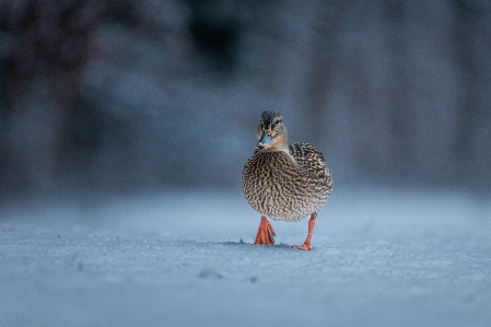 Animals bird beak snow Photo