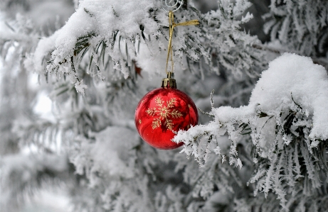 Natural christmas tree snow ornament Photo