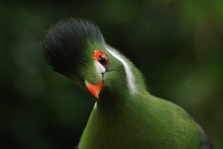 Bird plant beak terrestrial Photo