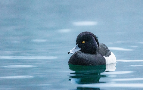 Bird water liquid beak Photo