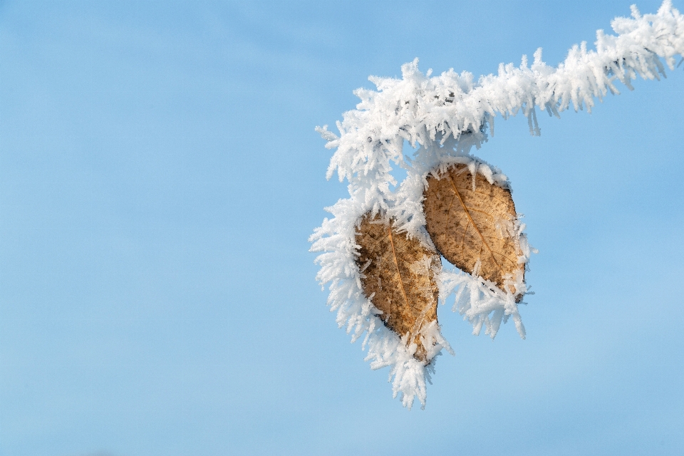 Natürlich himmel zweig blume