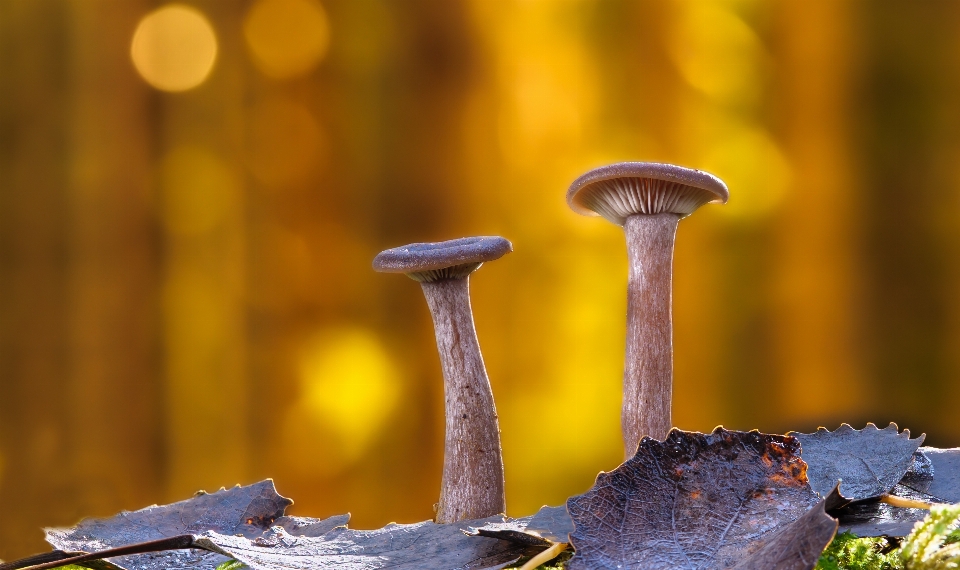 Natürlich wasser holz zweig