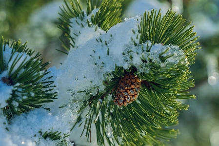 Natural flower plant material Photo