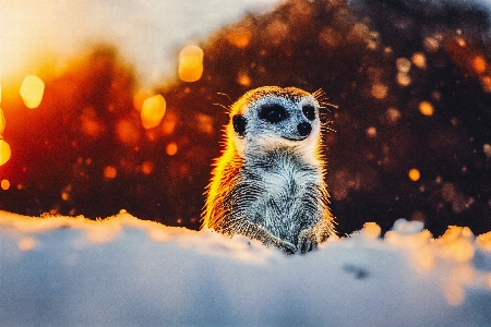 Foto Naturale carnivoro nevicare suricato