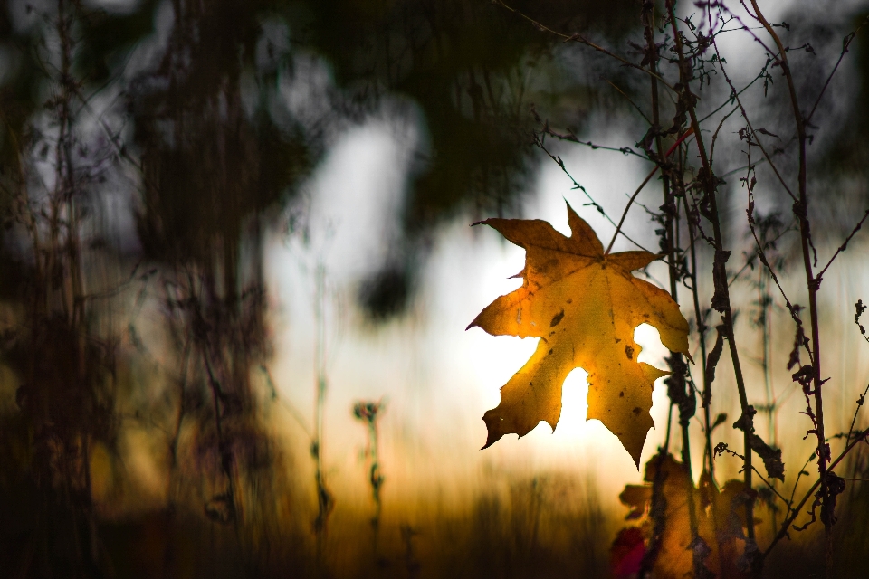 Leaf atmosphere natural landscape branch