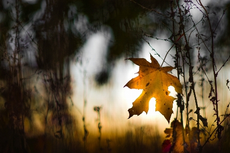 Leaf atmosphere natural landscape branch Photo