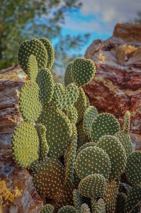 Cactus plant terrestrial eastern prickly pear Photo