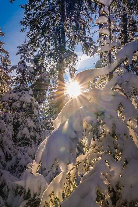 śnieg niebo świat oddział