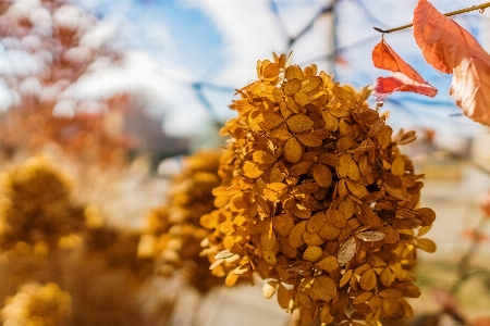 Blume anlage himmel zweig Foto