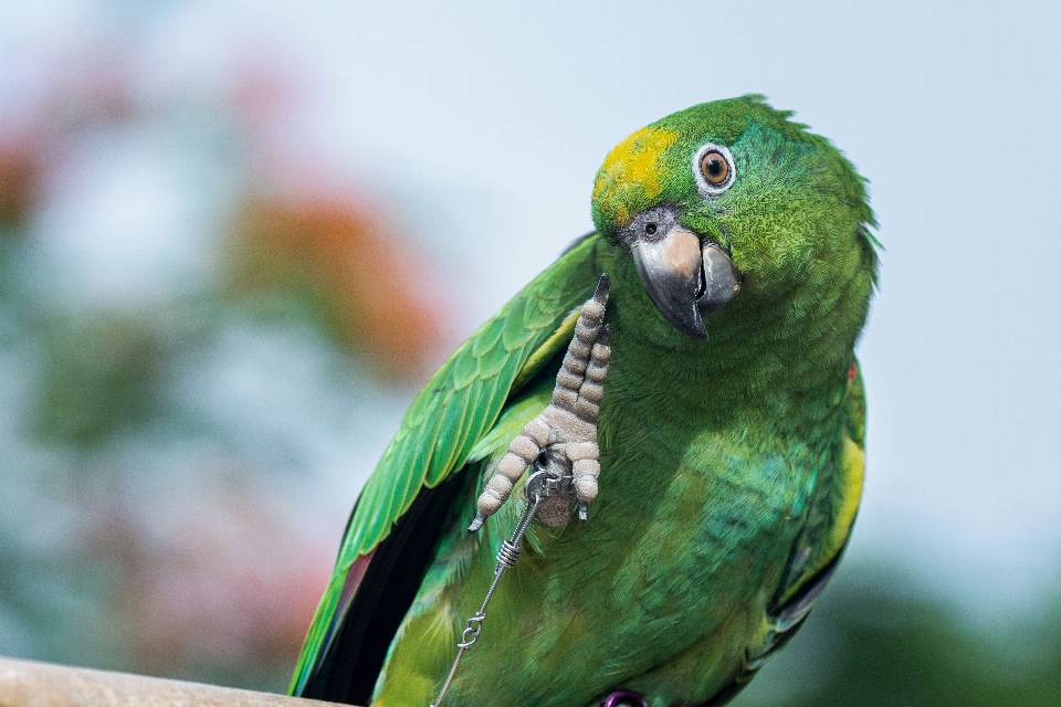 Uccello becco pappagallo materiale naturale
