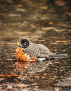 Foto Burung air paruh unggas air
